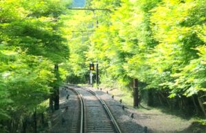 新緑が美しいもみじのトンネル